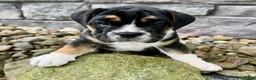 English Bulldog dogs for sale: Frankie - Ad 5