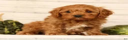 Cavapoo dogs for sale: Parker - Ad 4