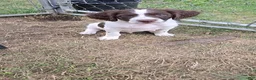 Brittany Spaniel dogs for sale: Brittany Spaniel 2 - Ad 6