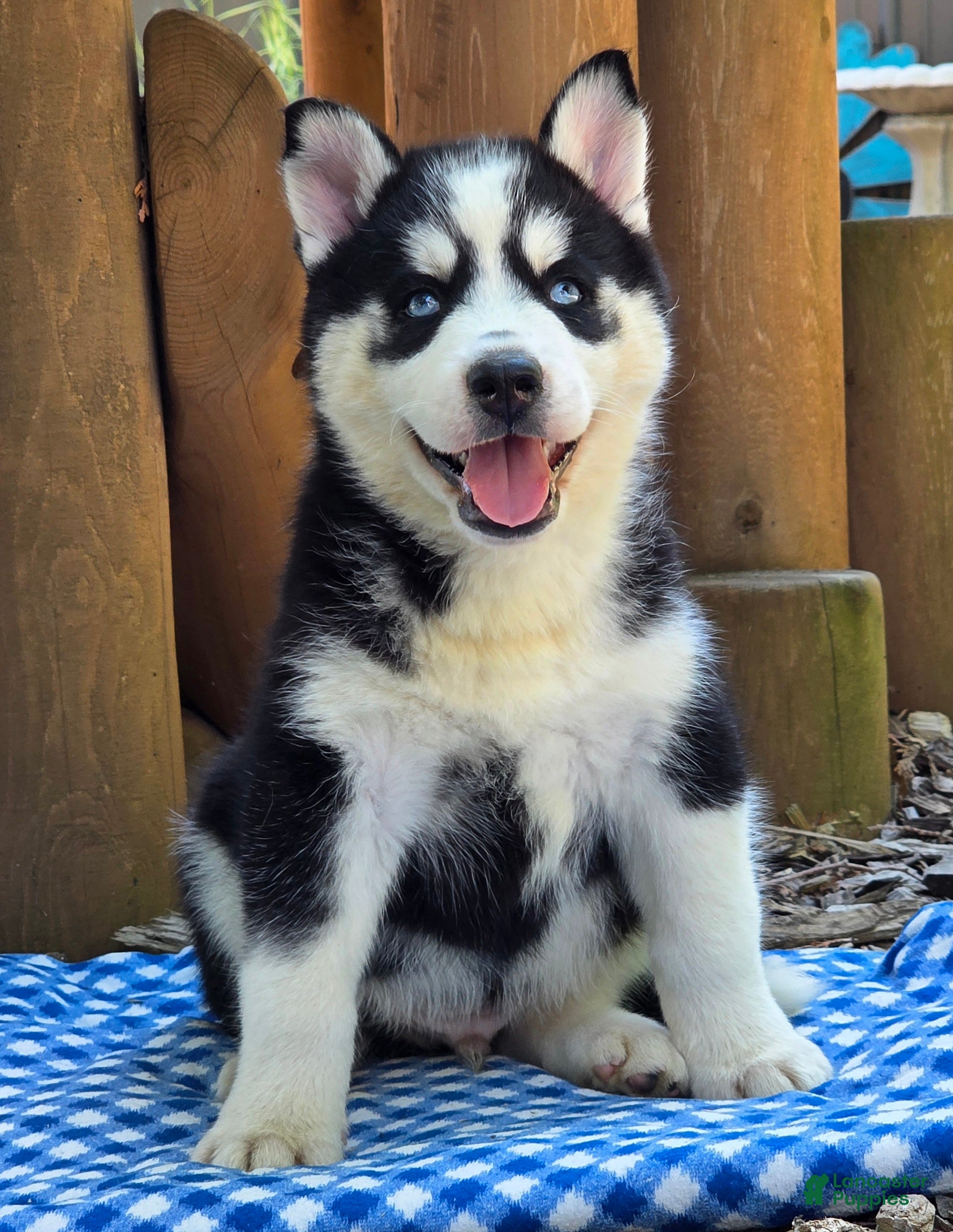 Siberian Husky dogs Freddie - Ad 1
