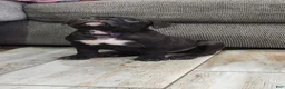 American Bully dogs for sale: Choc/black Brindle Male - Ad 4