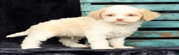 Cavapoo dogs for sale: Wilson - Ad 9