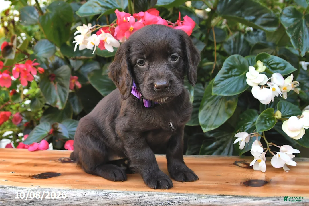 Cocker Spaniel dogs for sale: Ellery - Ad 3