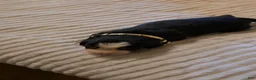 Bernese Mountain Dog dogs for sale: Bernese Mountain Dog 5 - Ad 2