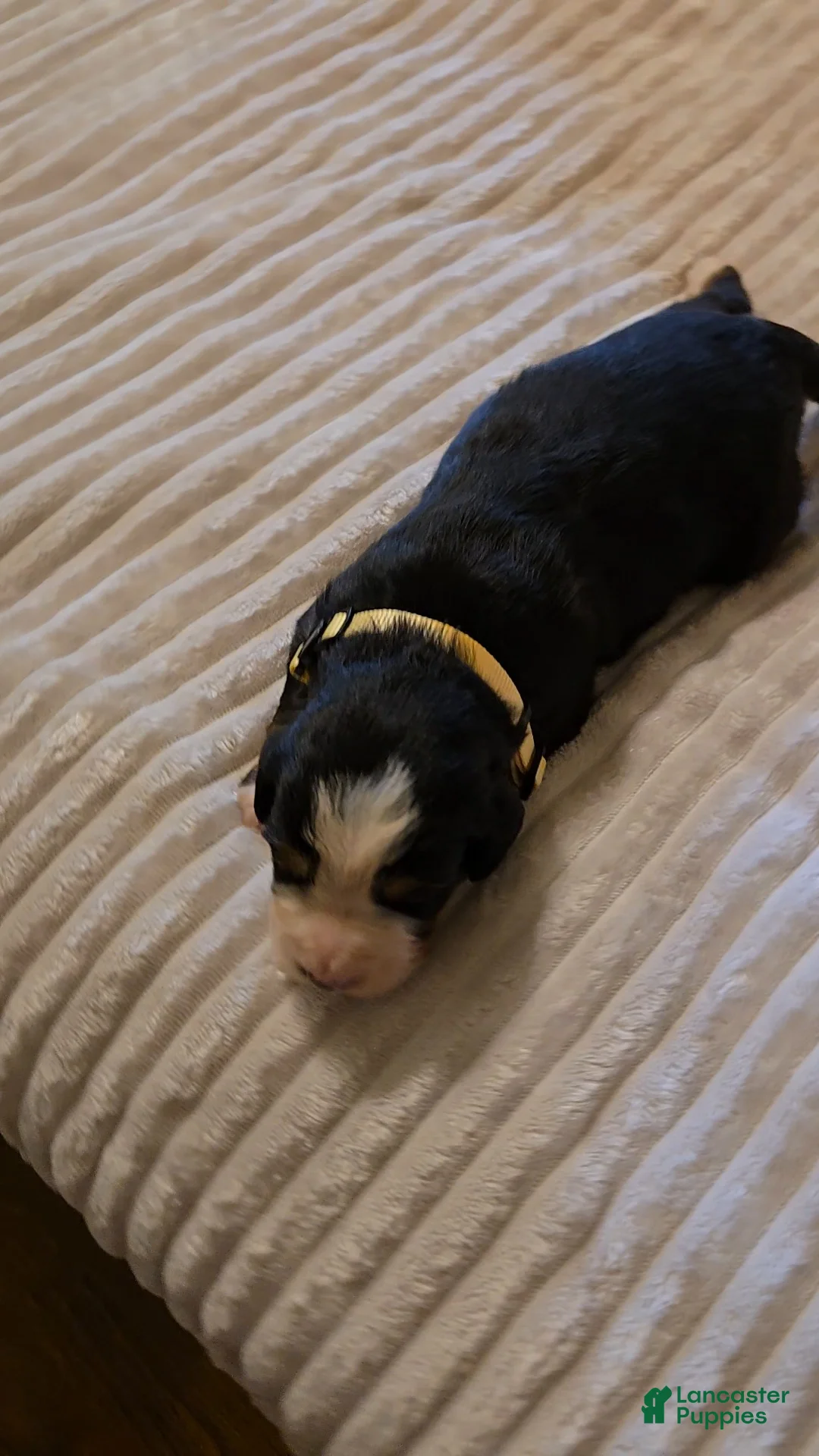 Bernese Mountain Dog dogs for sale: Bernese Mountain Dog 5 - Ad 2