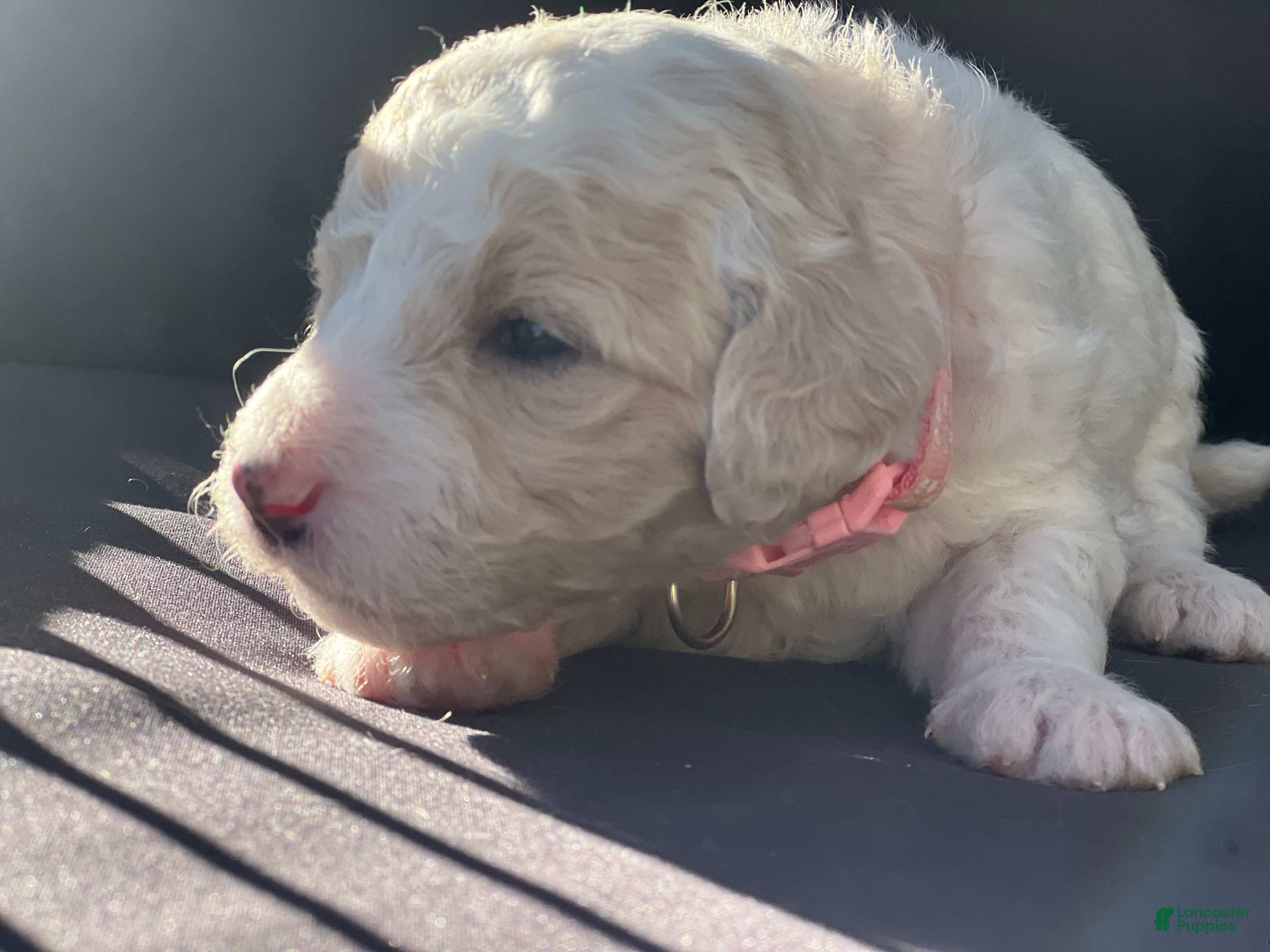 Goldendoodle dogs Sky female pink collar  - Ad 2
