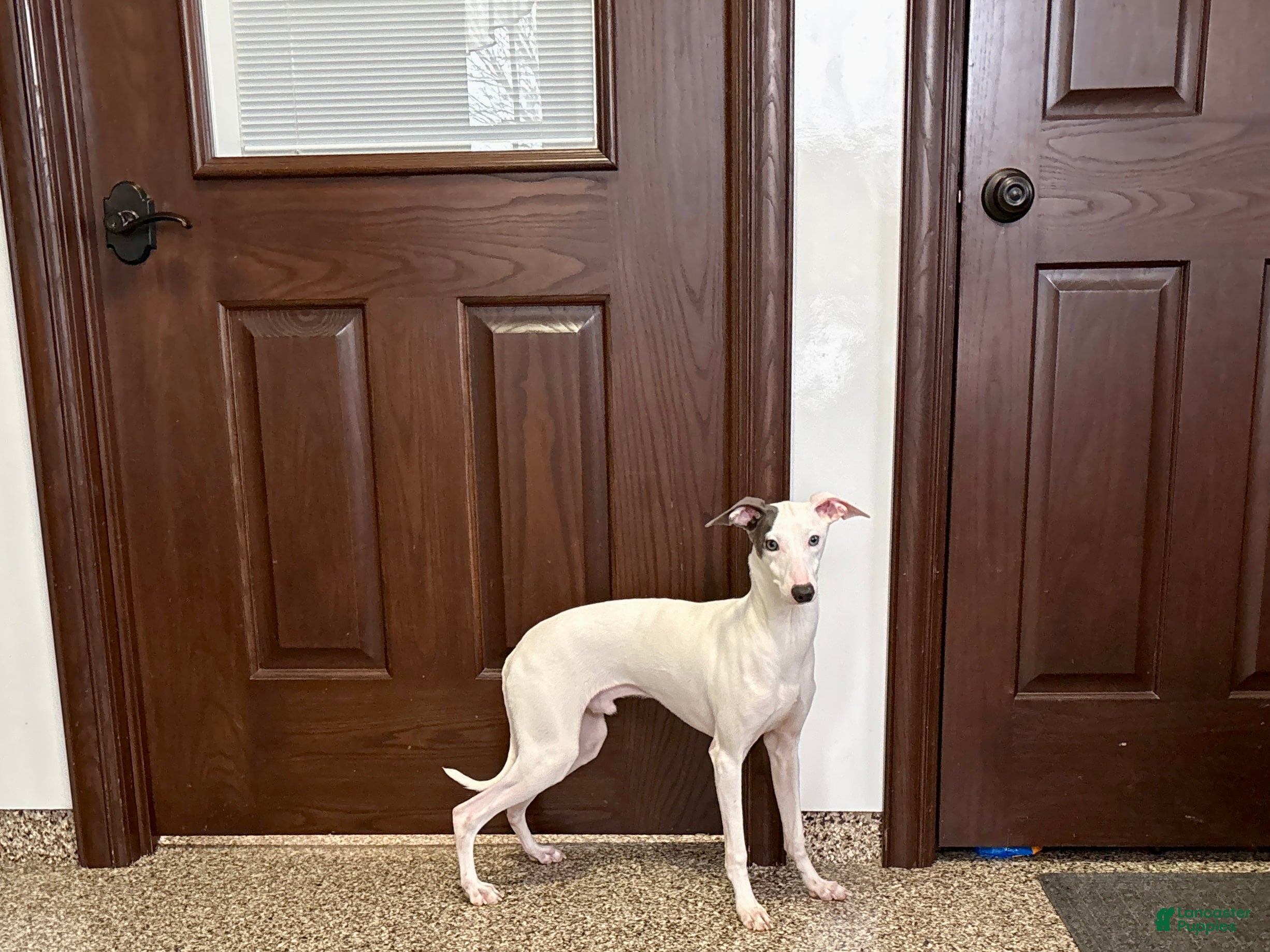 Italian Greyhound dogs JJ - Ad 1