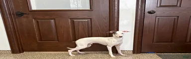 JJ