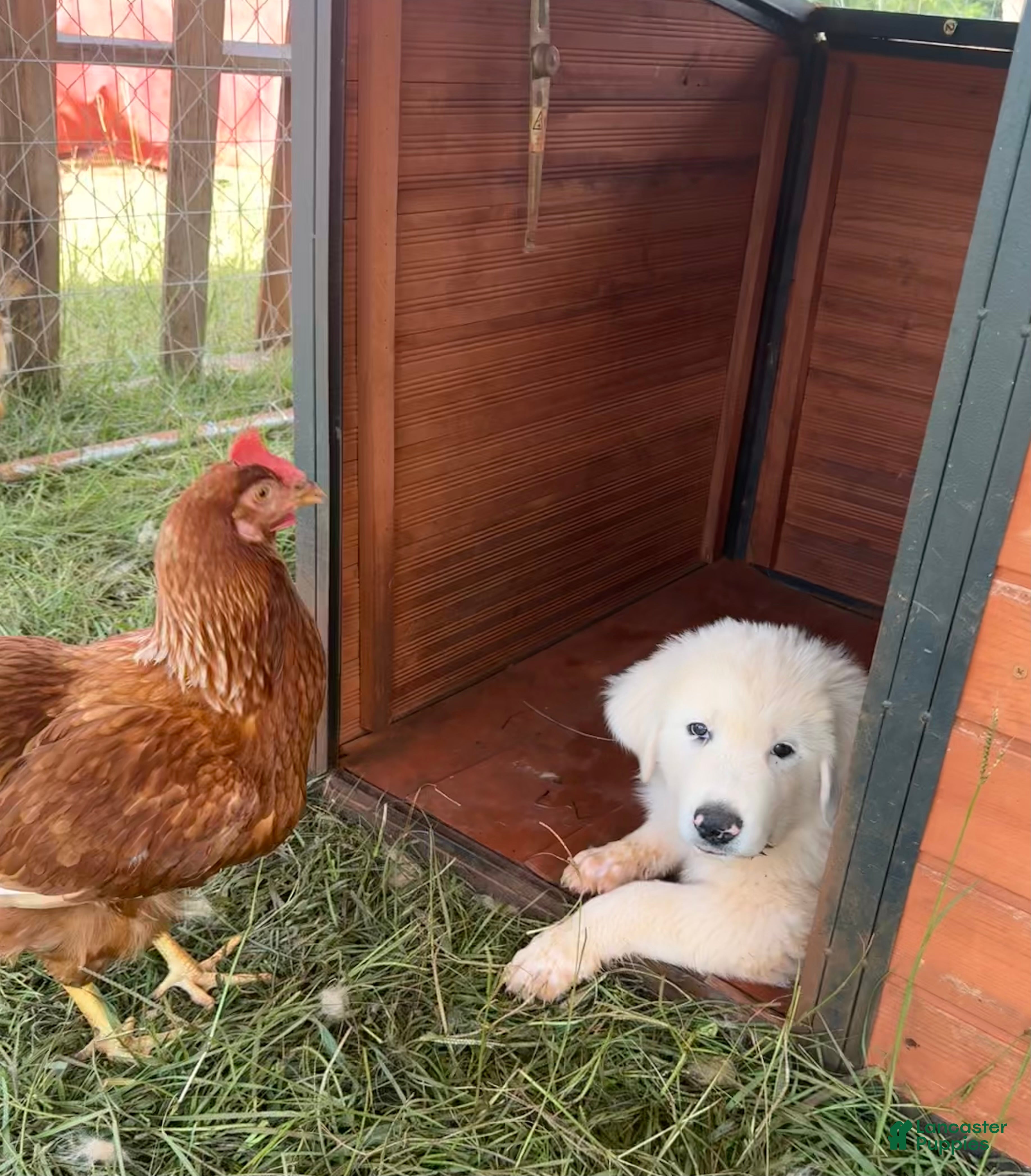 Great Pyrenees dogs Great Pyrenees 3 - Ad 31