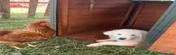 Great Pyrenees dogs for sale: Great Pyrenees 3 - Ad 1