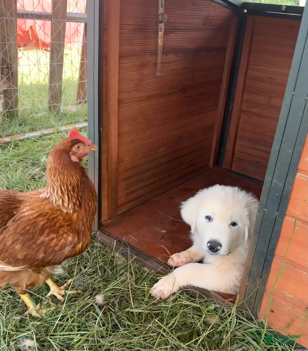 Great Pyrenees dogs for sale: Great Pyrenees 3 - Ad 1