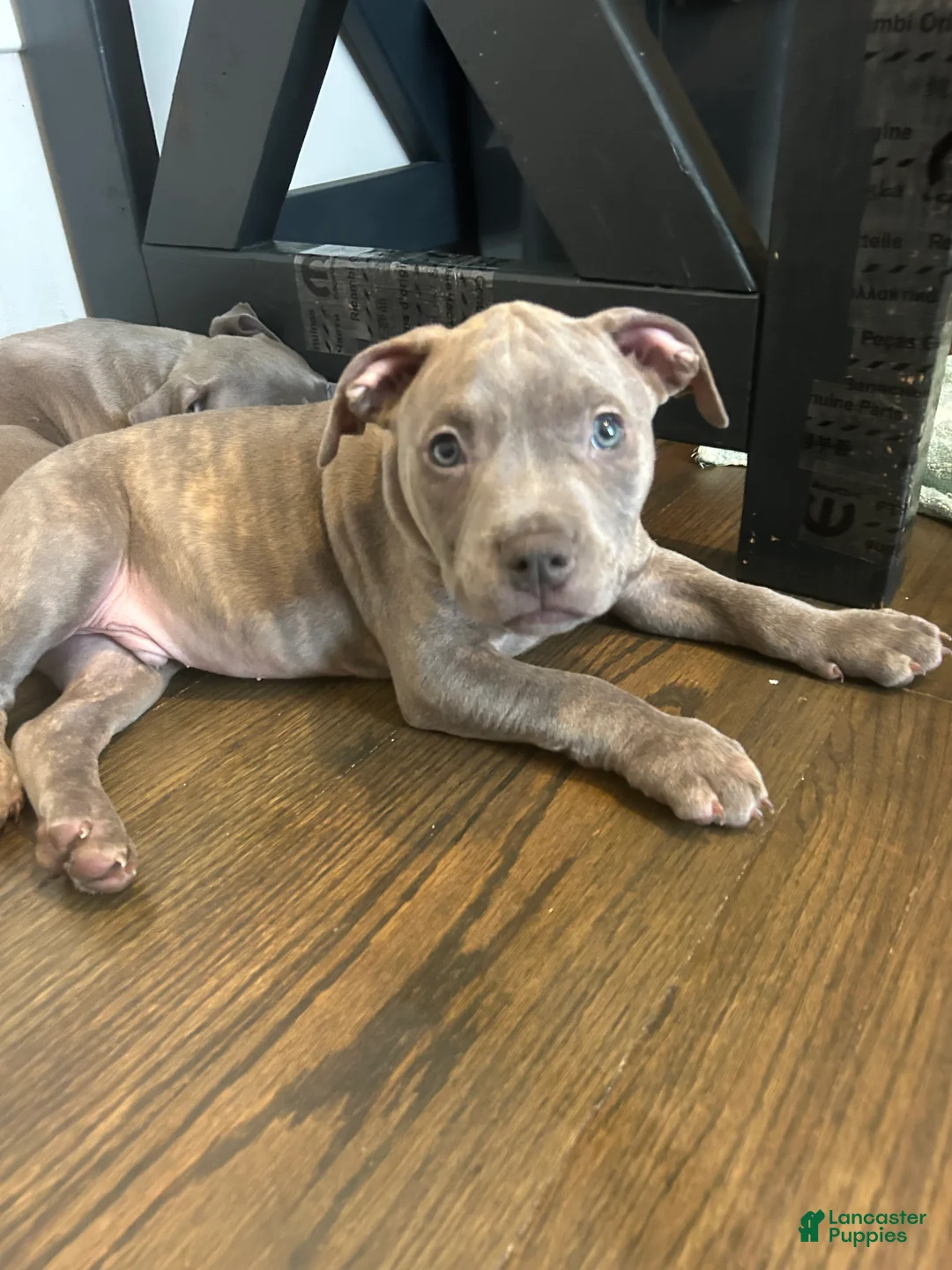 American Bully dogs for sale: American Bully Puppy 2 - Ad 2