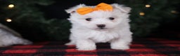 Maltese dogs for sale: APOLLO - Ad 17