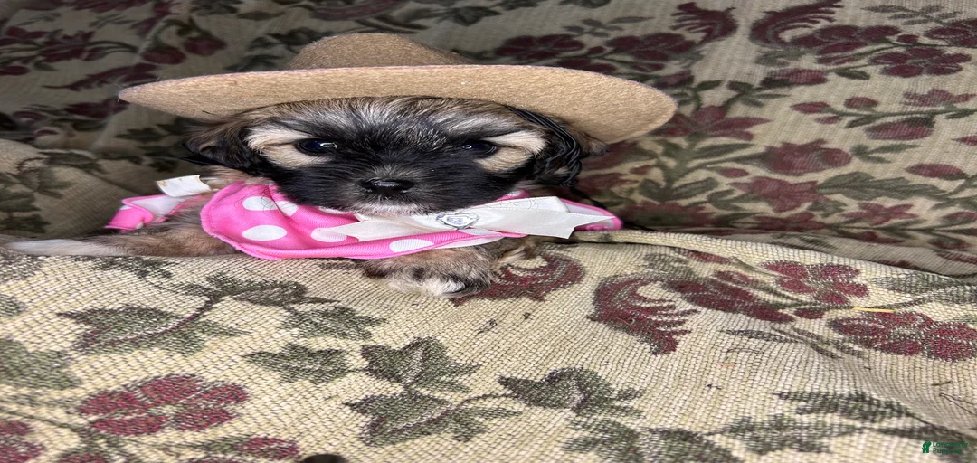 Gallery Image {{count}}