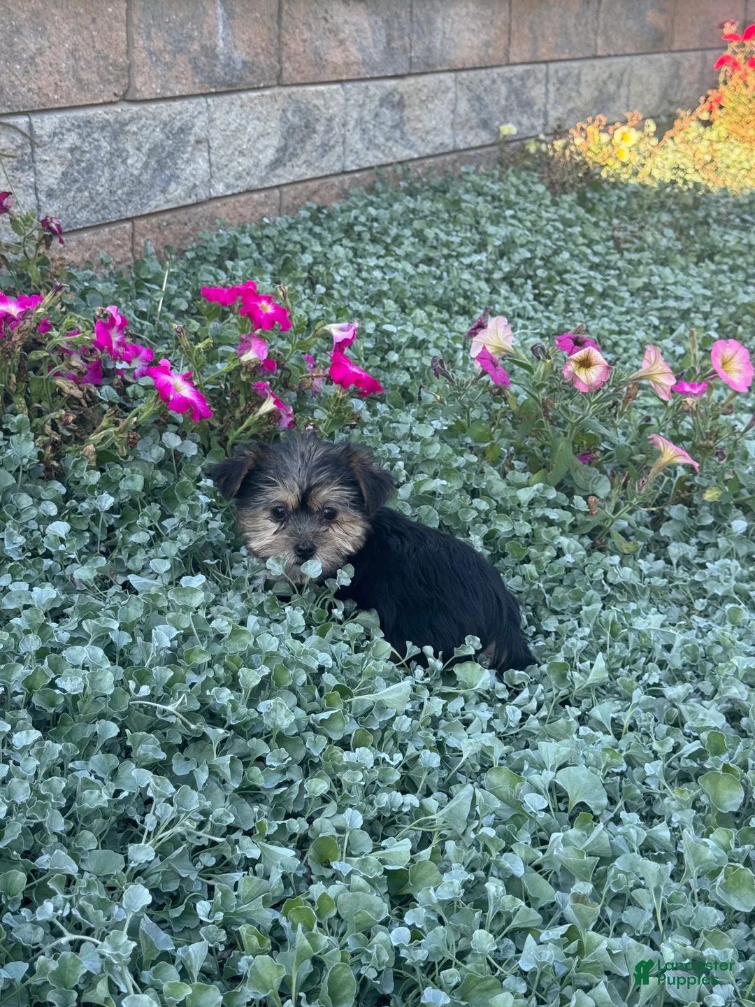 Shorkie dogs for sale: Abby - Ad 1