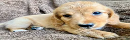 Miniature Dachshund dogs for sale: CHEDDAR, CHEDDAR, CHEDDAR!!! - Ad 9