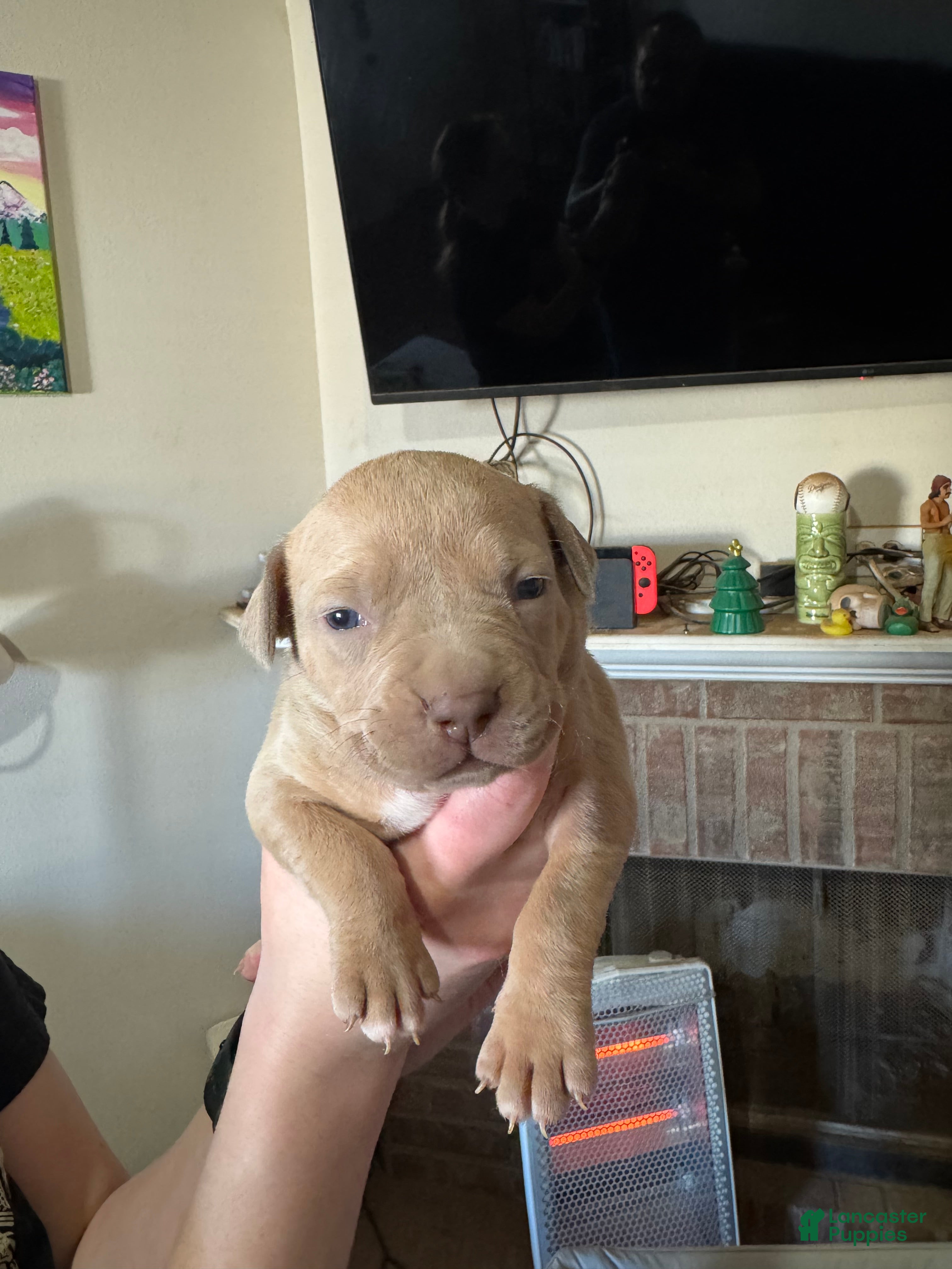 Mixed Breed dogs Mixed Breed Puppy 6 - Ad 22