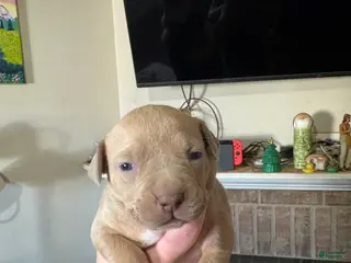 Mixed Breed dogs Mixed Breed Puppy 6 - Ad 22