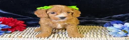 Cavapoo dogs for sale: Lani - Ad 1