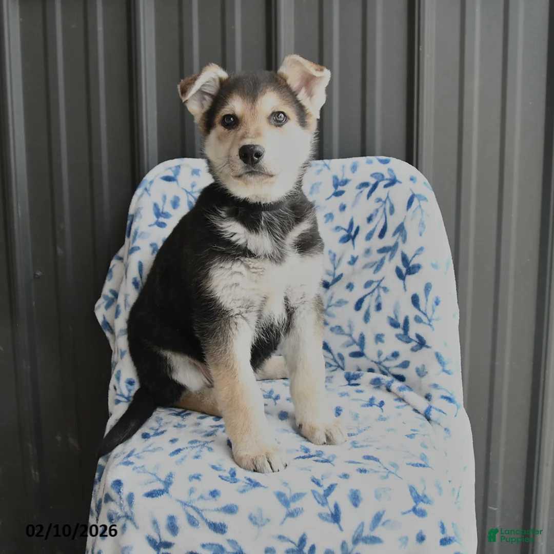 German Shepherd dogs for sale: Victor - Ad 1