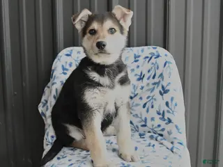 German Shepherd dogs Victor - Ad 35