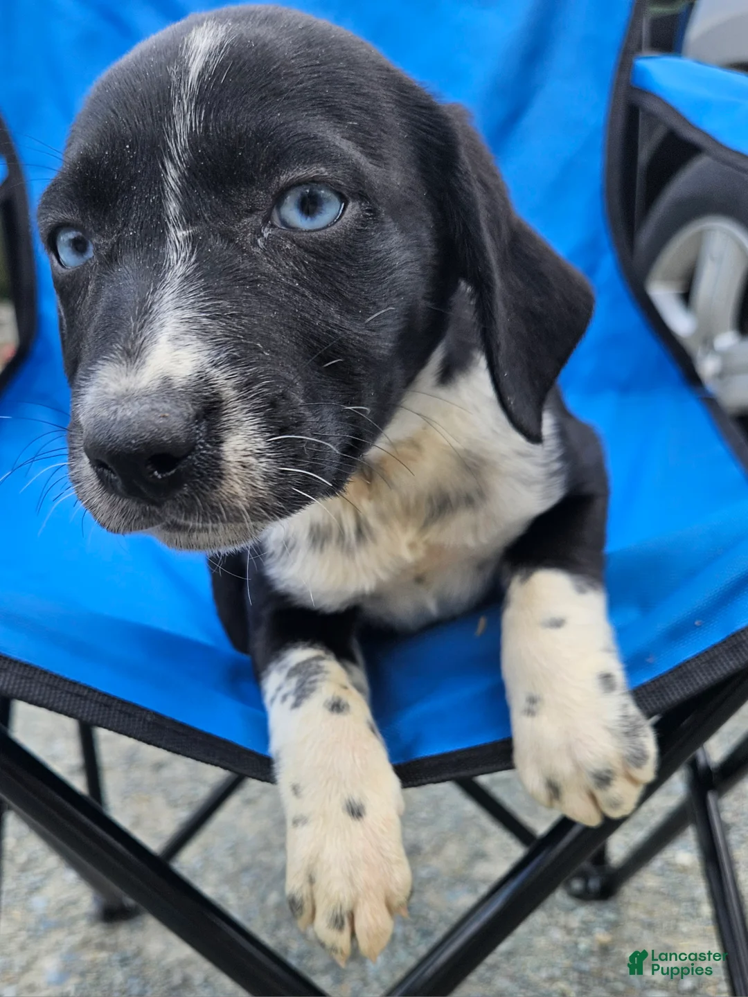 Mixed Breed dogs for sale: Mixed Breed Puppy 1 - Ad 2