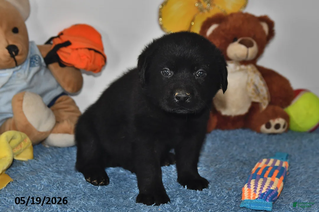 Labrador Retriever dogs for sale: Buddy - Ad 2