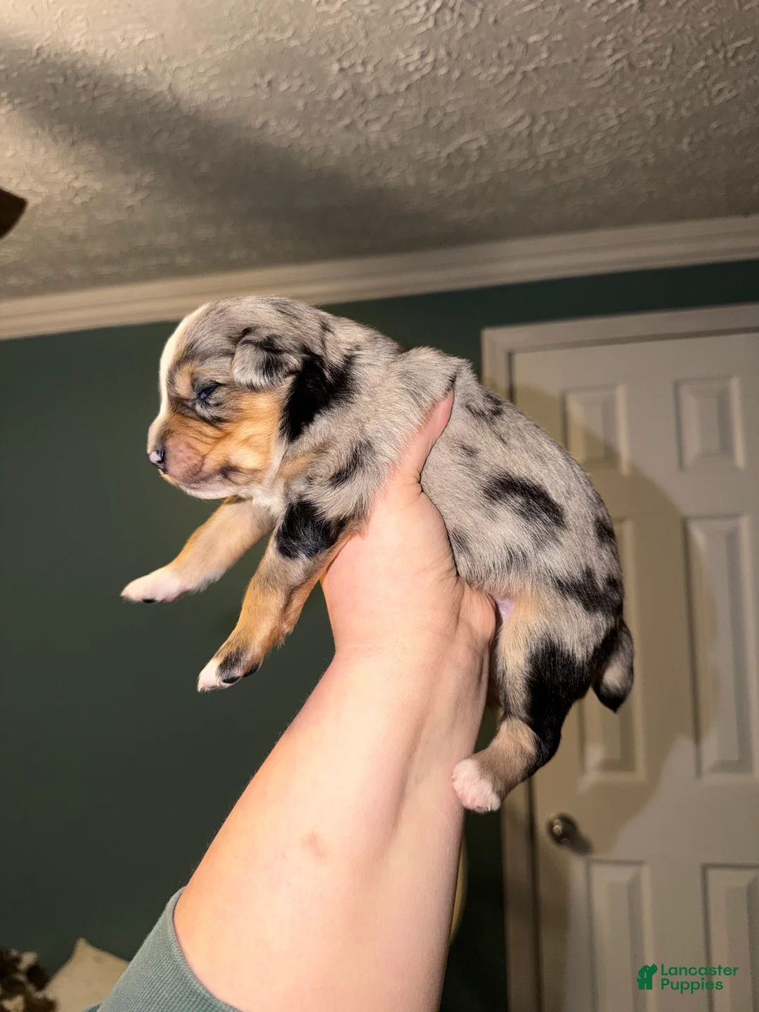 Miniature Australian Shepherd dogs for sale: Kayce - Ad 6