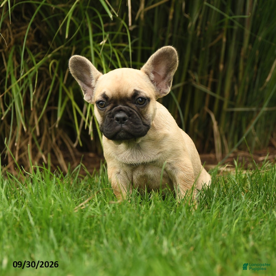 French Bulldog dogs Marley - Ad 2
