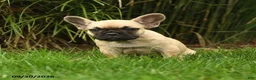 French Bulldog dogs for sale: Marley - Ad 2