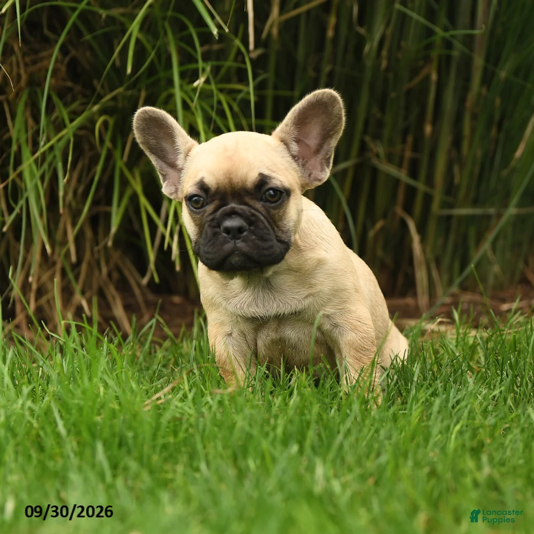 French Bulldog dogs for sale: Marley - Ad 2