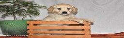Golden Retriever dogs for sale: King - Ad 1