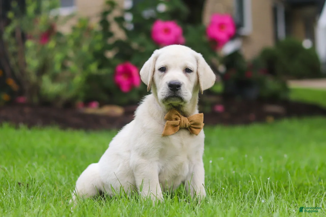 Labrador Retriever dogs for sale: Bernie - Ad 2