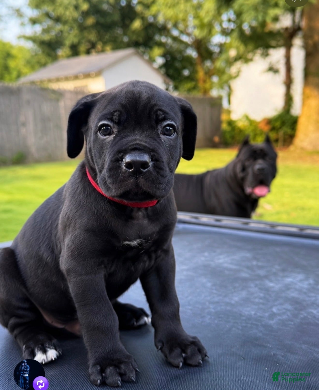 Mixed Breed dogs Mixed Breed 3 - Ad 3