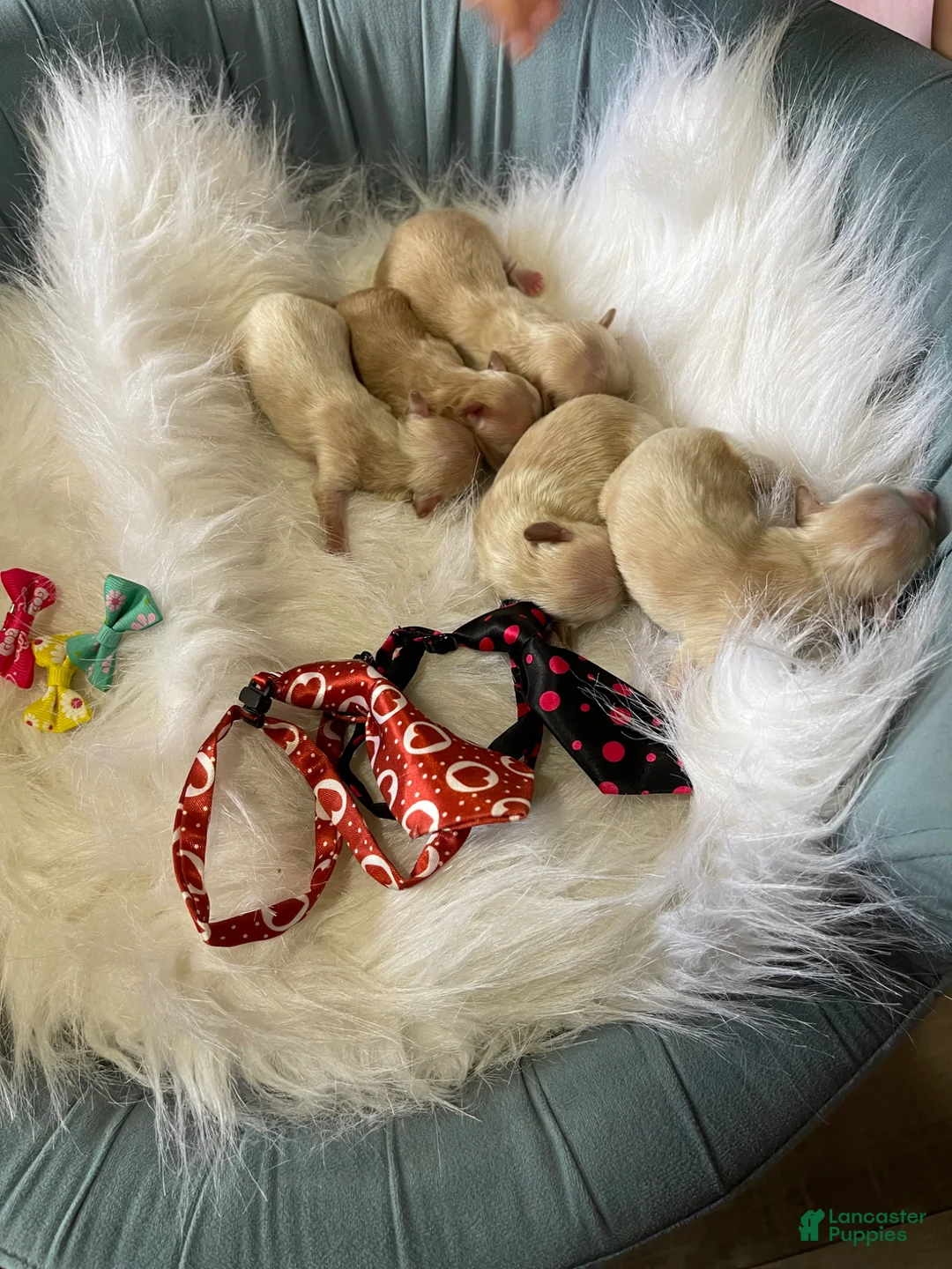 Maltipoo dogs for sale: Maltipoo Boy! Black Tie - Ad 6