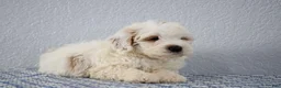 Mini Goldendoodle dogs for sale: Vlad - Ad 8