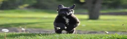 Mixed Breed dogs for sale: Chester - Ad 4