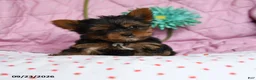 Yorkshire Terrier dogs for sale: Paprika - Ad 5