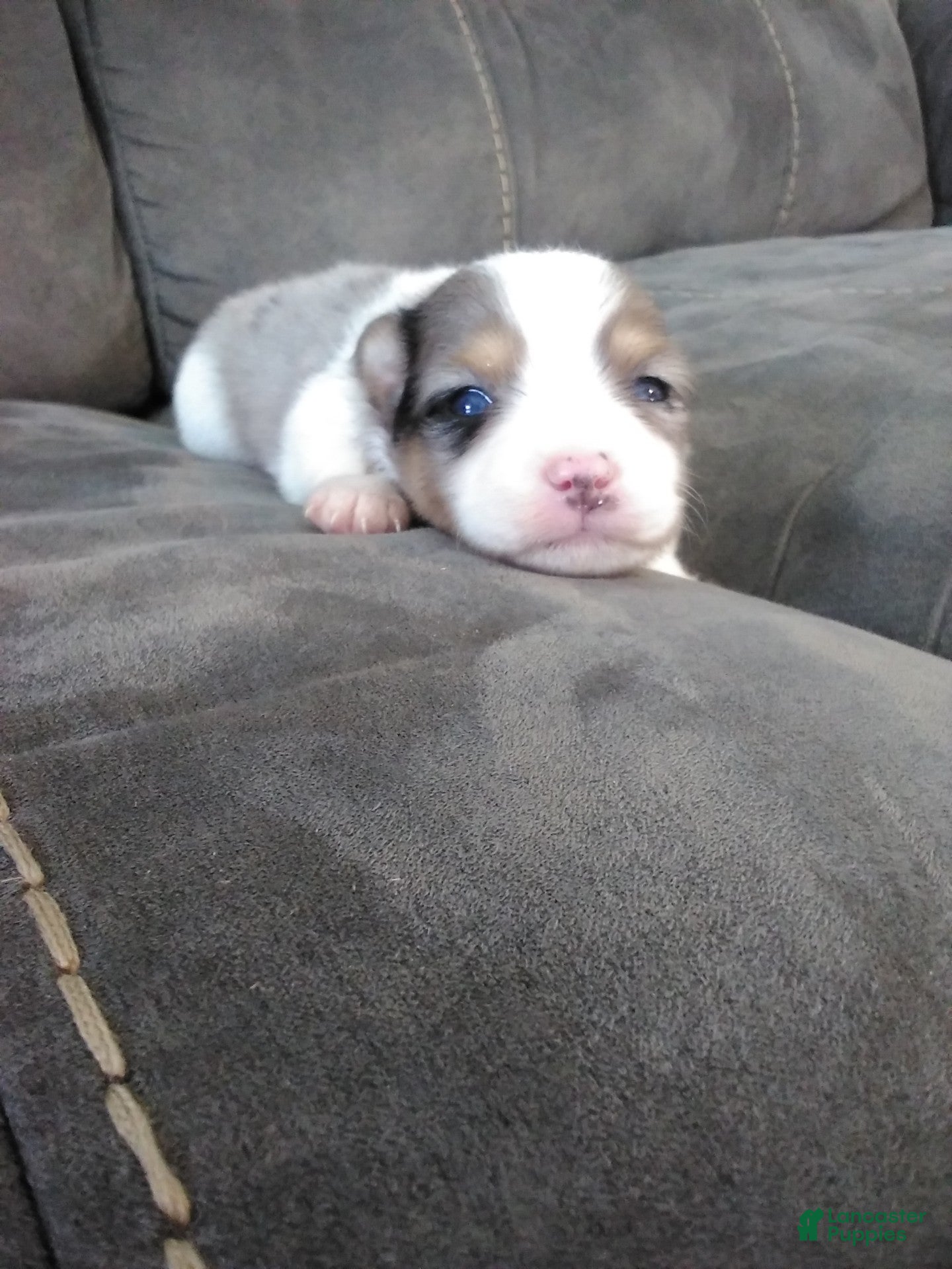 Pomsky dogs jax - Ad 11