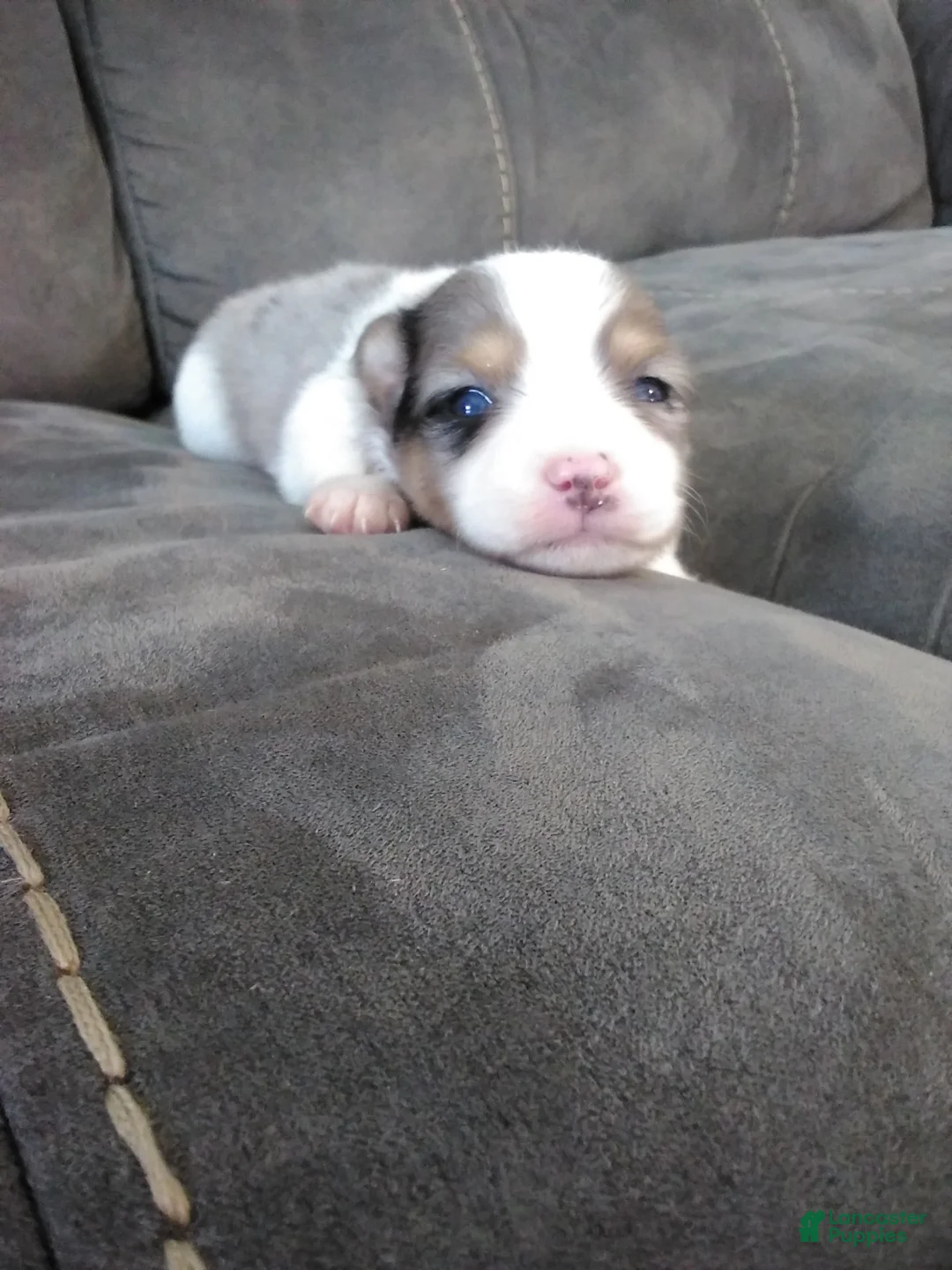 Pomsky dogs for sale: jax - Ad 1