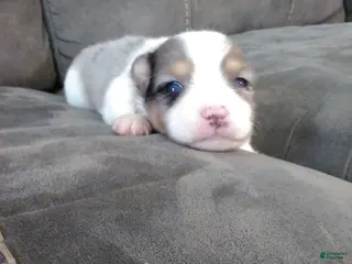 Pomsky dogs jax - Ad 11