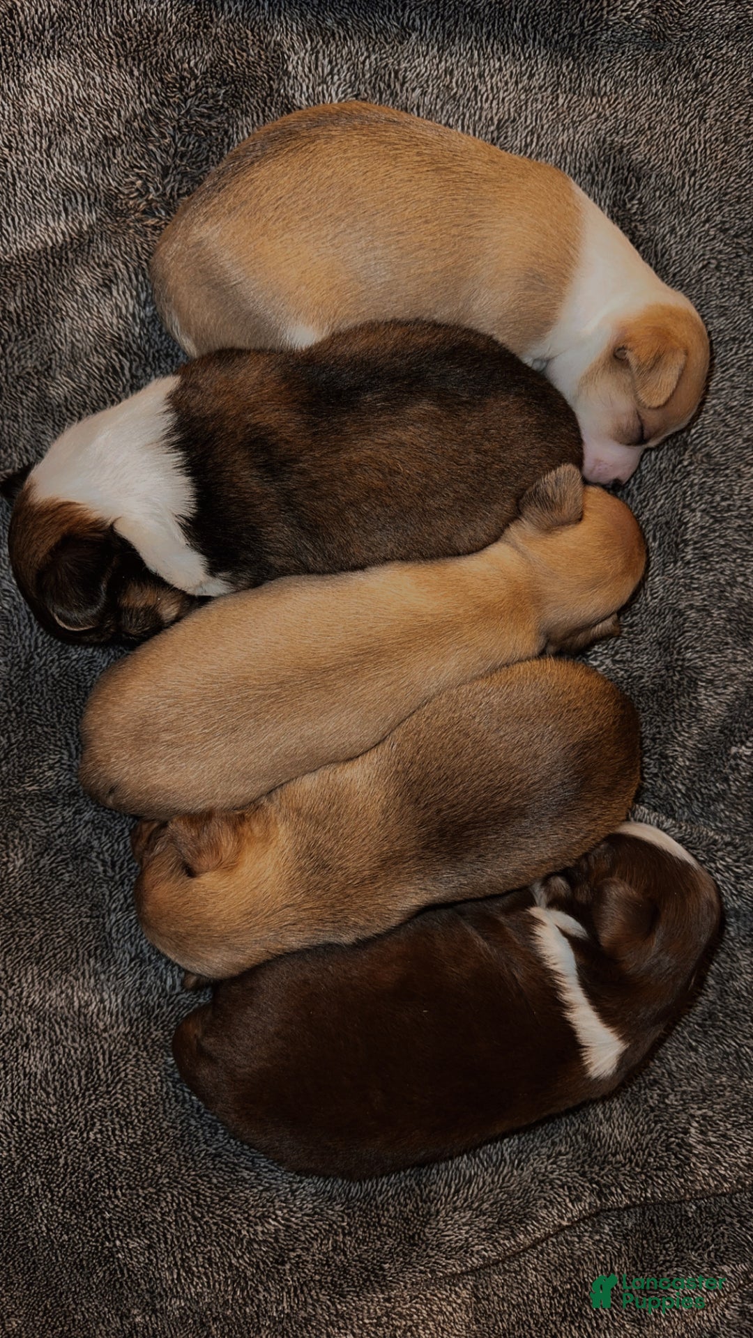 Chihuahua dogs for sale: Bronzy  - Ad 5