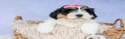 Teddy Bear dogs for sale: TINA - Ad 13