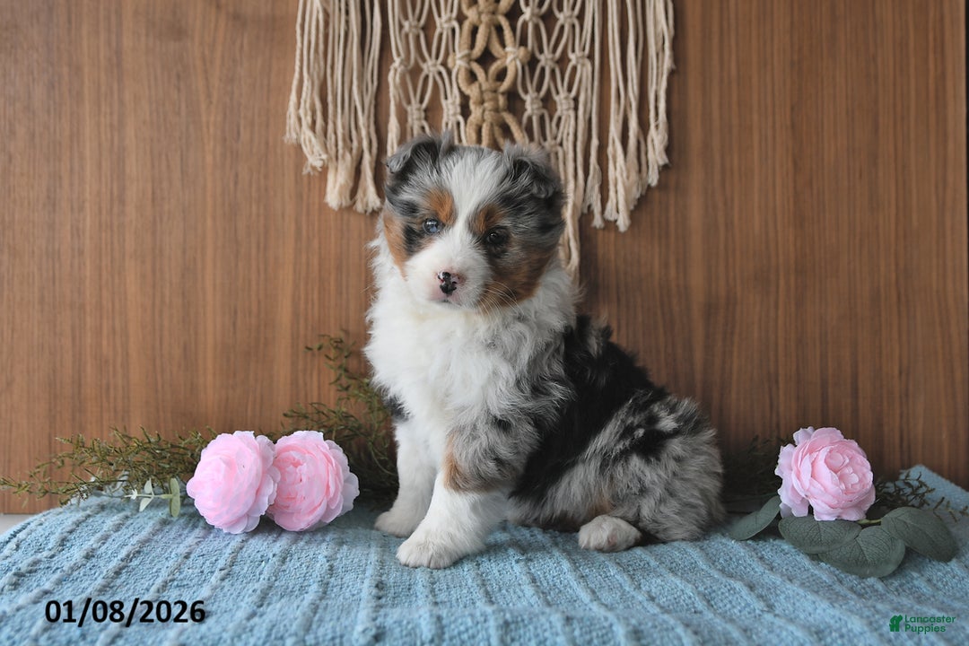 Miniature Australian Shepherd dogs for sale: Eylie - Ad 5