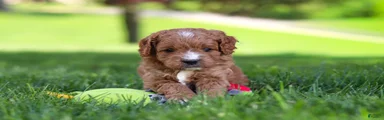 Milo