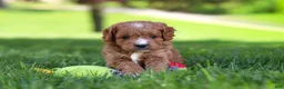 Cavapoo dogs for sale: Milo - Ad 1