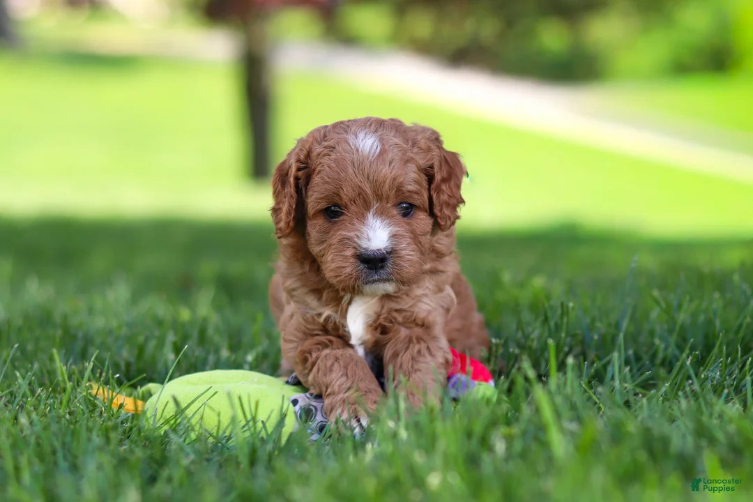 Cavapoo dogs for sale: Milo - Ad 1