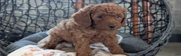 Toy Poodle dogs for sale: Wade - Ad 6