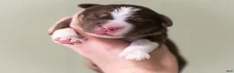 Miniature Australian Shepherd dogs for sale: Charolette - Ad 3