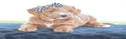 Miniature Poodle dogs for sale: Linnie - Ad 8